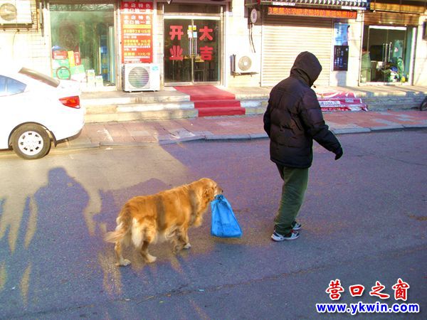 金毛犬六年为老人 拎 兜 图说营口 营口之窗 辽宁营口信息门户网