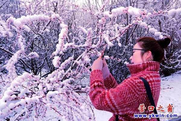 桃花雪花争艳清明雪景醉人