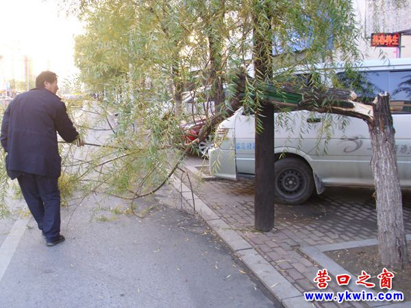 這棵柳樹在初冬夭折