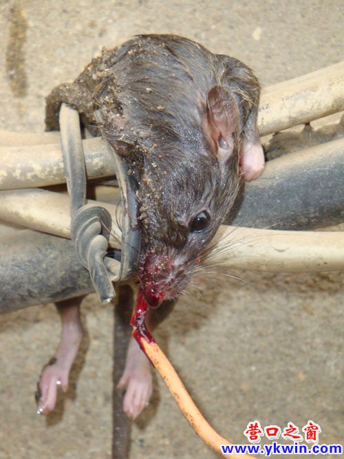 世界上最可怕的老鼠图片