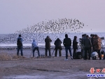 營口再現“鳥浪”奇觀