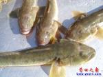 營口海鯰魚 眼下正當(dāng)時