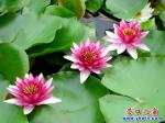 罕見(jiàn)：營(yíng)口市鏡湖公園睡蓮花開(kāi)